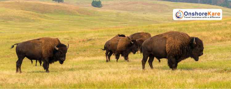 Popular Tourist Attractions In The USA